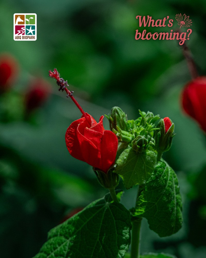 blooming wax mallow