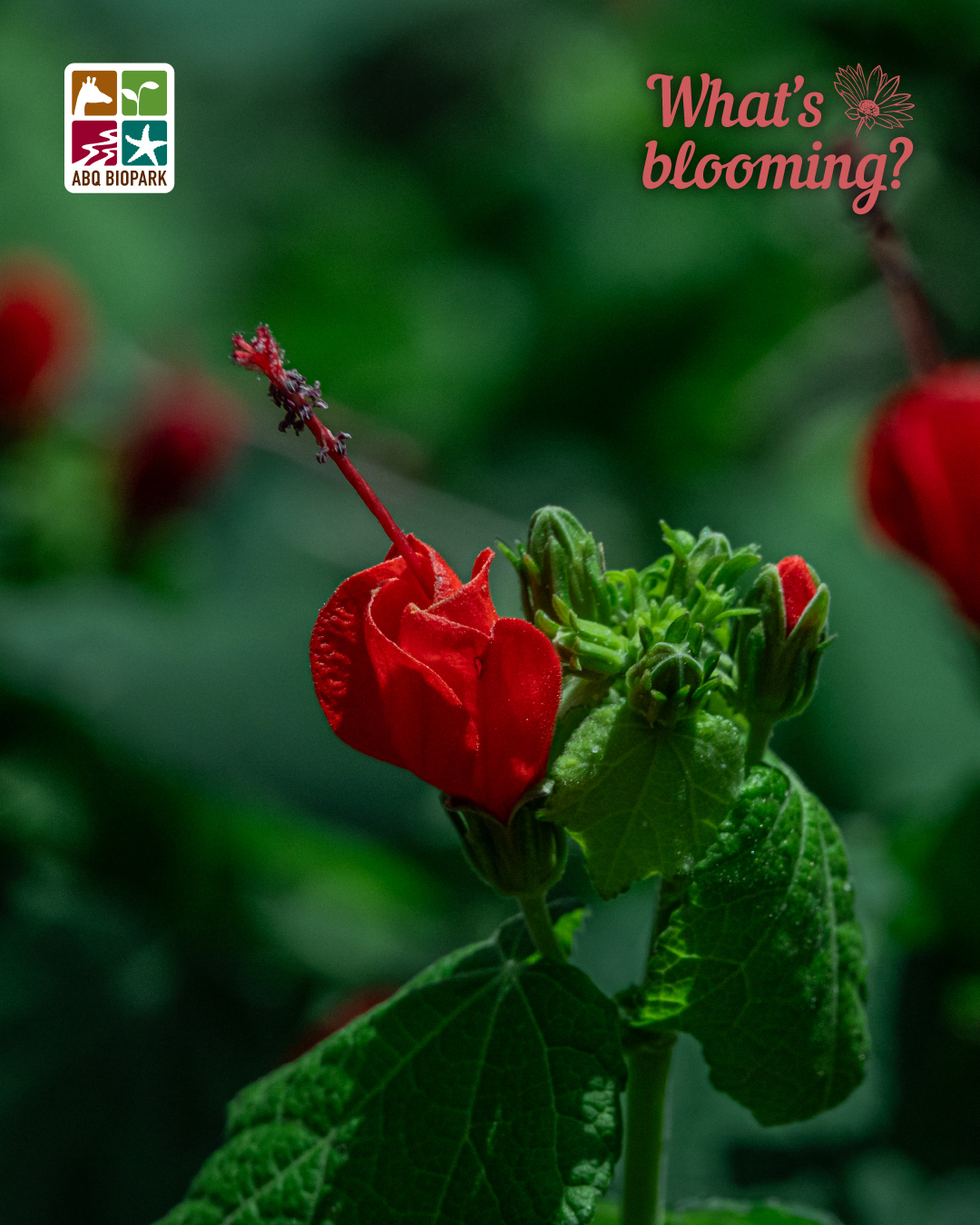 blooming wax mallow