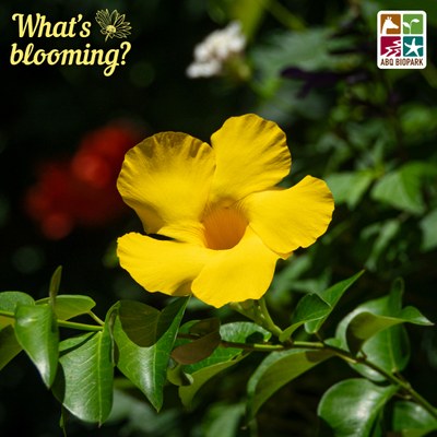 A closeup photo of the blooms of the yellow bells plant