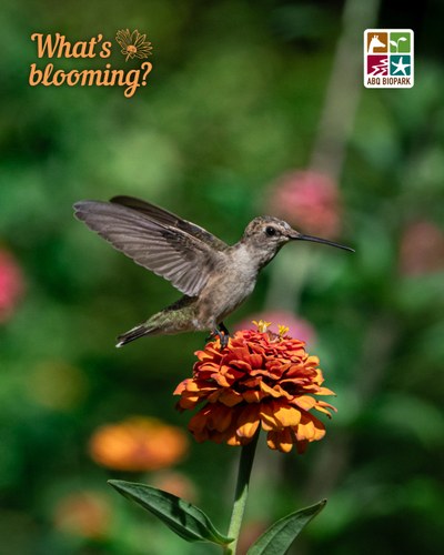 blooming cut-and-come-again zinnia A photo of a pom-pom shaped zinnia flower in tones of dark red and orange with a hummingbird hovering just over the bloom, wings caught extended backwards. The "What's blooming?" logo is in a complimentary orange shade in the top left corner, while the four-squared ABQ BioPark logo in color is in the top right