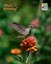 blooming cut-and-come-again zinnia