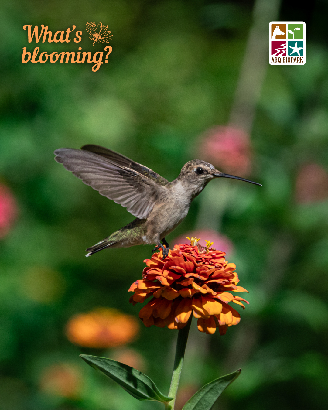 blooming cut-and-come-again zinnia