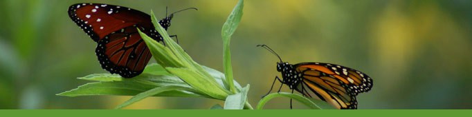 Butterfly Pavilion banner