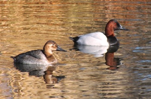 Canvasback ducks for Bird Watcher List.