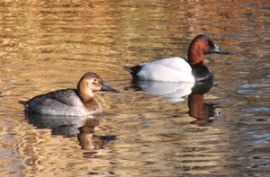 Canvasbacks