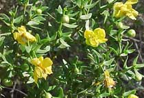 Creosote bush with yellow flowers