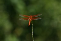 Orange dragonfly perched at the pond's edge.