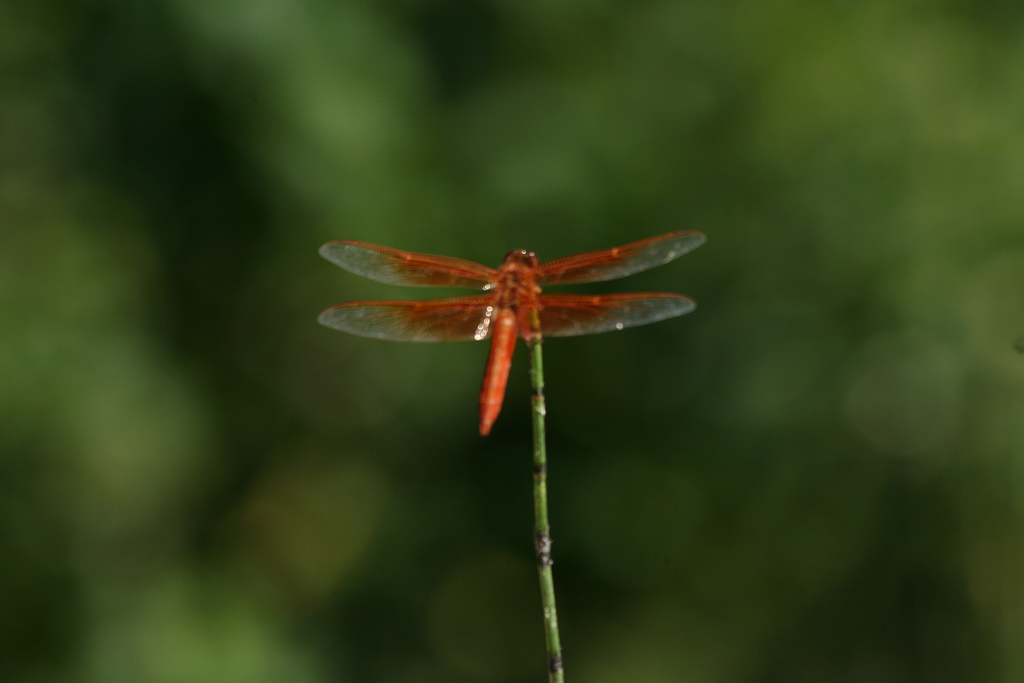 dragonfly