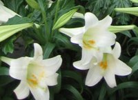 easterlily.jpg easterlily.jpg