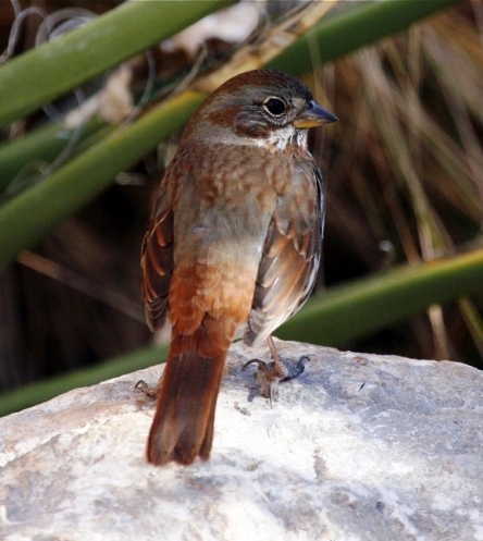 Fox Sparrow for Bird Watcher List. Photo courtesy of Cole Wolf.