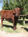 caption:Milking shorthorn steer at Heritage Farm