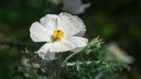 Sacramento prickly poppy