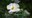 Sacramento prickly poppy