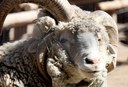 Navajo Churro ram