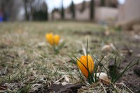 Crocuses Crocuses