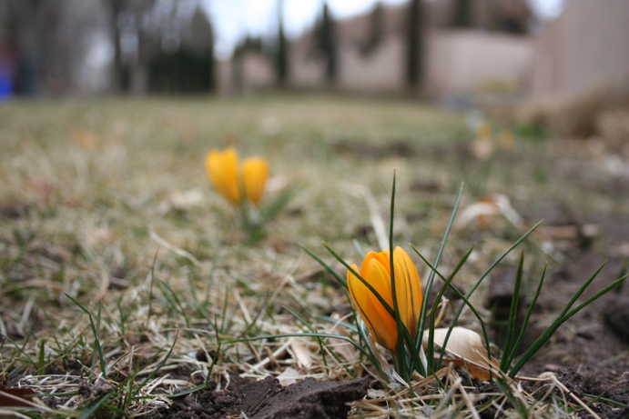 Crocuses