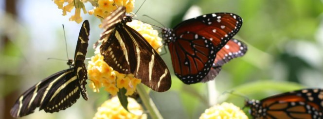 Butterfly Pavilion