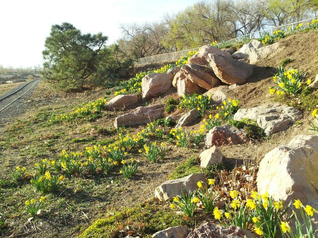 Daffodils at Tingley Beach