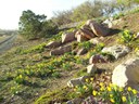 Daffodils at Tingley Beach