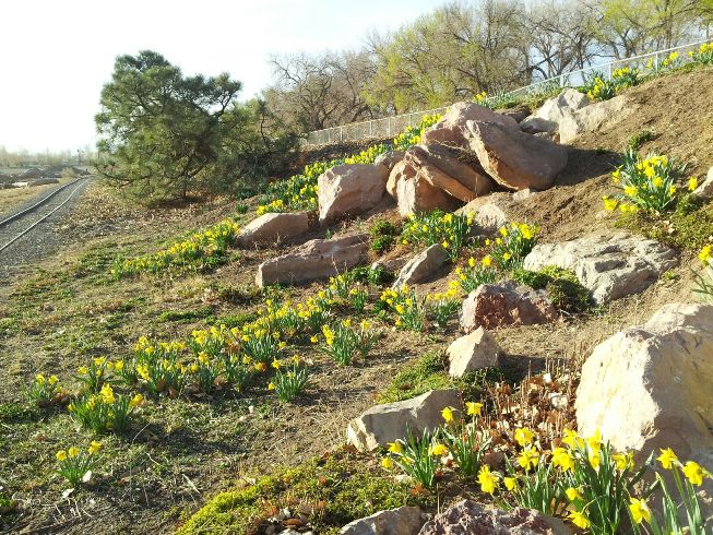 Daffodils at Tingley Beach