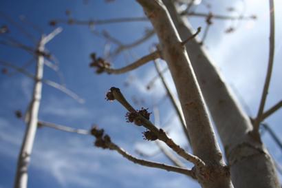 Budding Trees