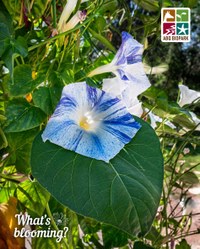 blooming morning glory