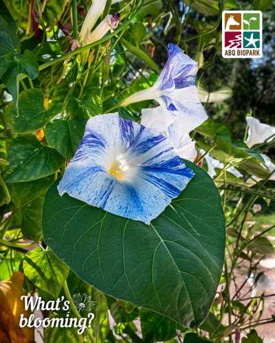 blooming morning glory A photo of two flowers of the 'Flying Saucer' morning glory cultivar, which are white with royal blue pinstripes and speckles and a yellow throat. The flower closer to the viewer is perfectly resting on one of the wide heart-shaped leaves. They are surrounded by other foliage and trees blurred in the background. The "What's blooming?" logo is in white in the bottom left corner, while the four-squared ABQ BioPark logo in color is in the top right