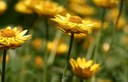 Yellow flowers