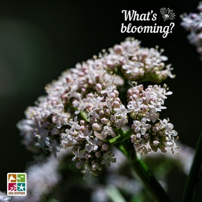 A photo of the blooms of garden valerian, a cluster of the small white flowers with a pink tinge standing out in contrast to a blurred dark green background. Other clusters can also be seen blurred behind them. The "What's blooming?" logo is in a complimentary white in the top right corner, while the four-squared ABQ BioPark logo in color is in the bottom left