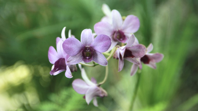 Purple orchids in the Mediterranean Conservatory