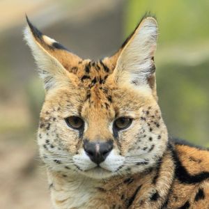 Serval Headshot 