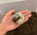 Hercules Beetle Larva