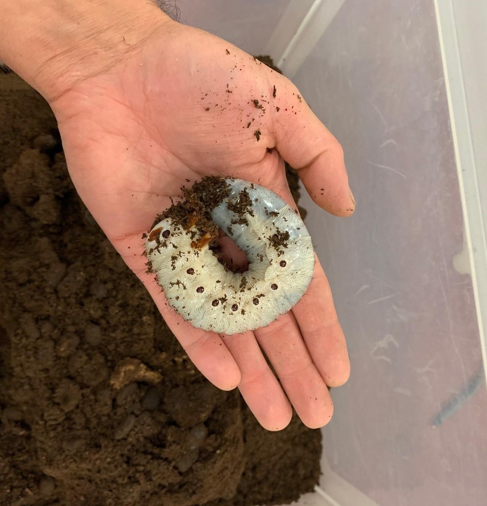 Hercules Beetle Larva.