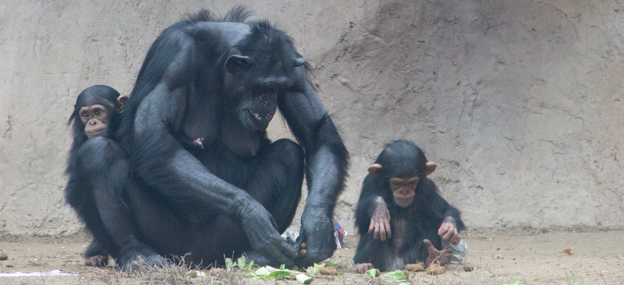 Elaine with Dezi and Rio Chimps 2015