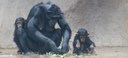 Elaine with Dezi and Rio Chimps