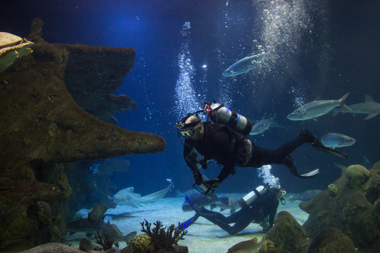 Divers feeding animals in Aquarium ocean tank/shark tank