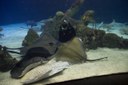 Feeding rays