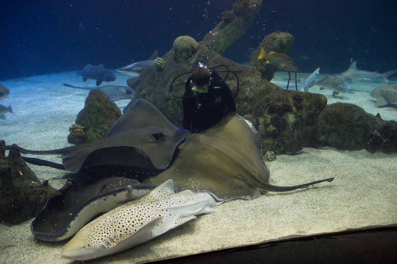 Feeding rays