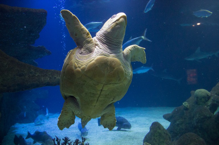 sea turtle at aquarium