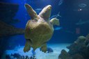 Sea turtle at Aquarium
