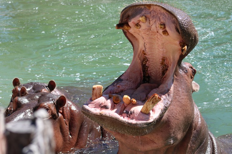 Hippo feeding