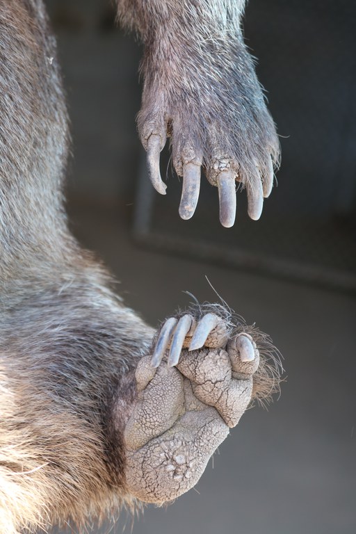 wombat claws