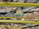 Callophrys mcfarlandi butterfly