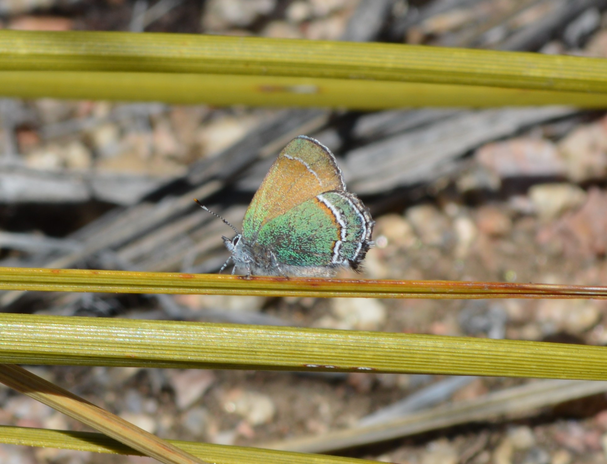 Callophrys mcfarlandi butterfly