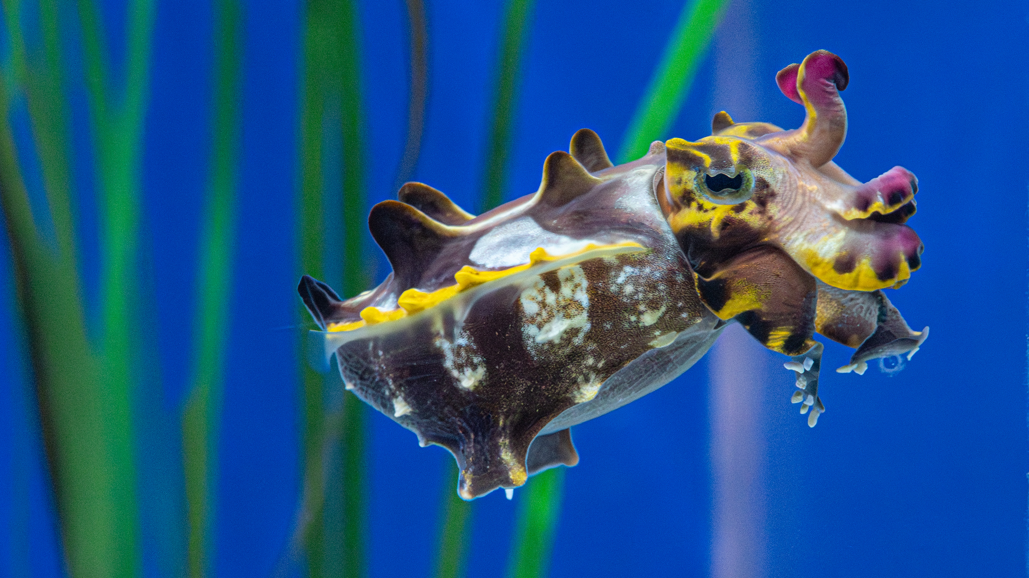 Aquarium header May 2026
