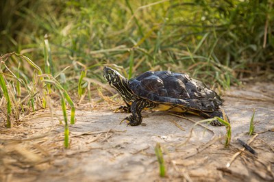 Close up of a young turtle in the grass. Photo courtesy of Ana Sapp