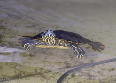 Close up of a juvenile Rio Grande Cooter floating in the ABQ BioPark juvenile tank