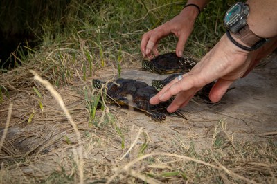 Close up of three juvenile Rio Grande cooters walking away from human hands that released them on the river bank. Photo courtesy of Ana Sapp