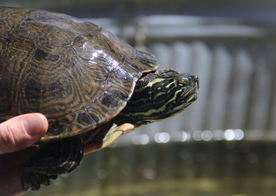 Close up of a keeper's hand holding the wild-hatched dam, or mother, of the ABQ BioPark's Rio Grande Cooter population out of the adult tank