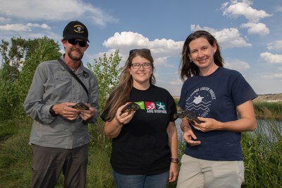 Left to right: Leland J. S. Pierce of NM Department of Game and Fish, ABQ BioPark Curator of Herpetology Stacey Sekscienski, and Dr. Ivana Mali from North Carolina State University each hold one of the turtles at the Black River release site. Photo courtesy of Ana Sapp